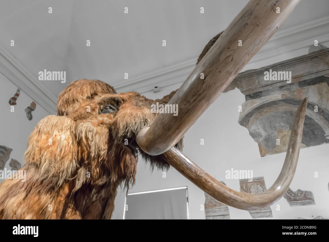Realistic life size replica model of Woolly Mammoth. Civic Museum of Natural Sciences of Bergamo, ITALY - October 5, 2019. Stock Photo