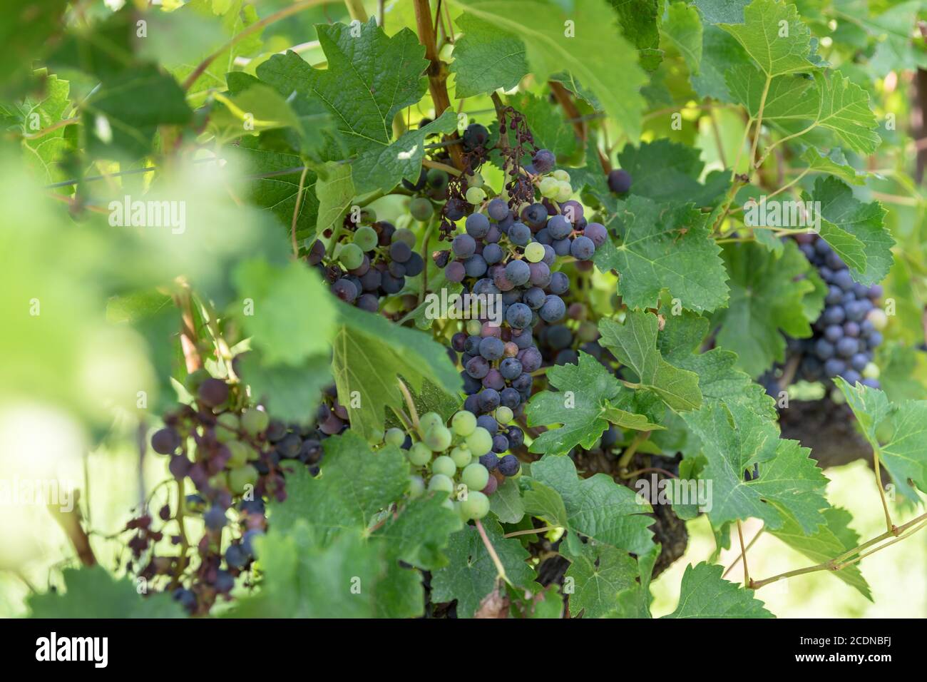Grape variety. Blue grape and green grape leaf background in Italy. New vintage wine background. Close-up with shallow DOF. Stock Photo