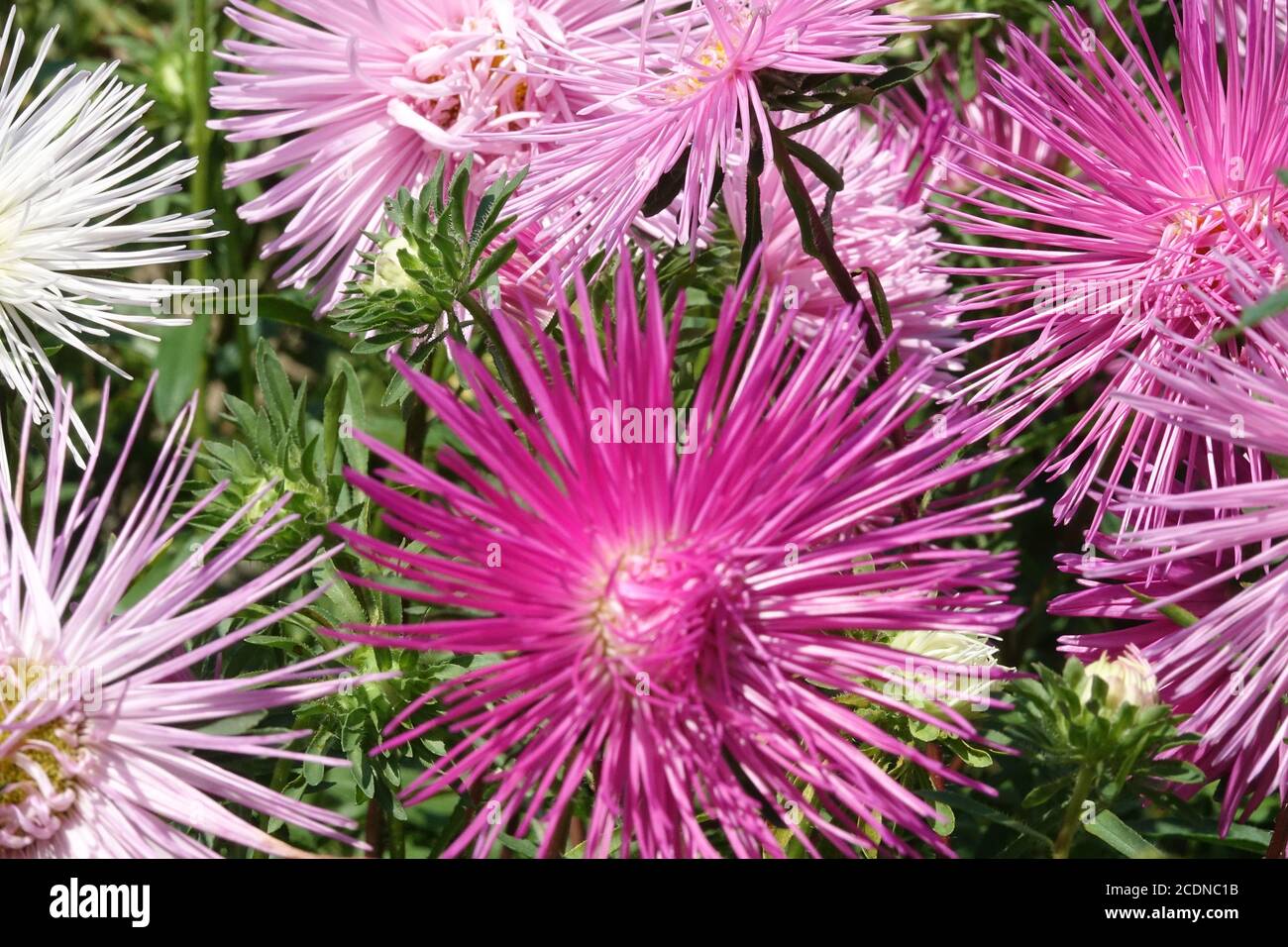 August flowers China aster needle garden flowerbed Stock Photo