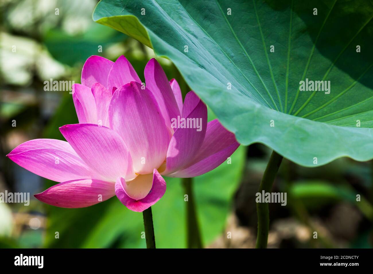 Beautiful lotus flower in the garden Stock Photo - Alamy