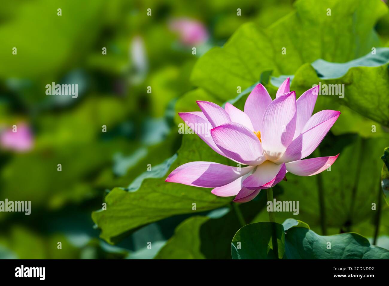Beautiful lotus flower in the garden Stock Photo - Alamy