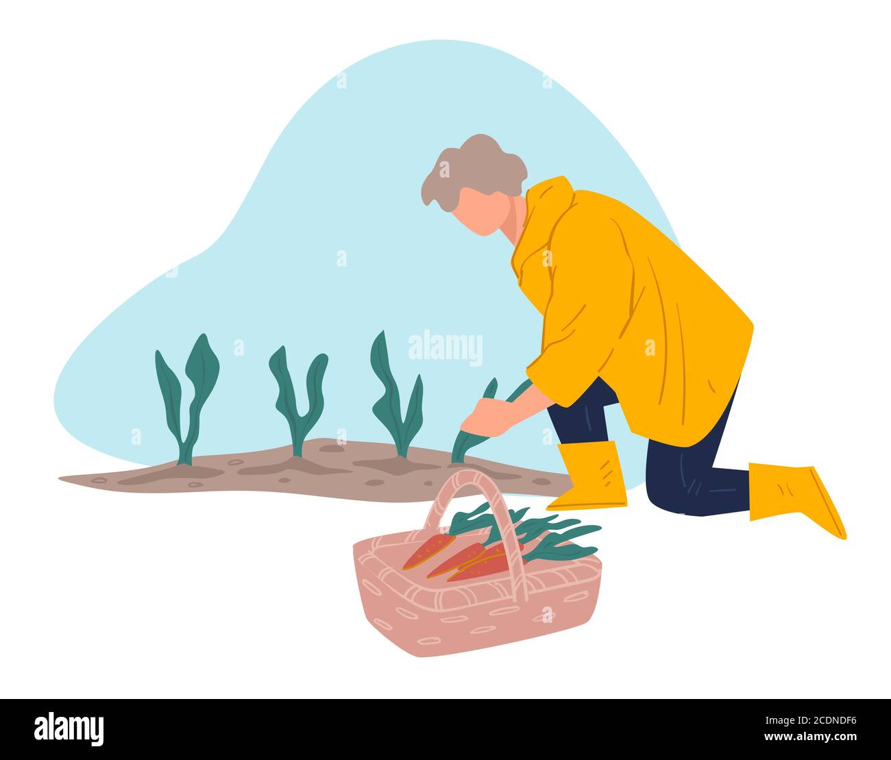 Gathering ripe carrots, harvesting season and agriculture vector Stock Vector
