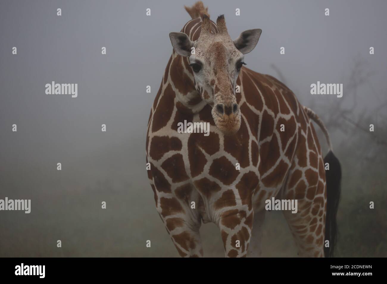 Showcasing spots hi-res stock photography and images - Alamy