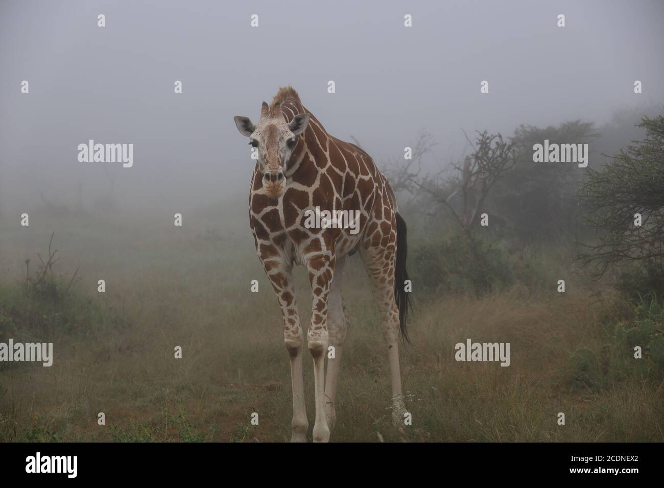 Showcasing spots hi-res stock photography and images - Alamy