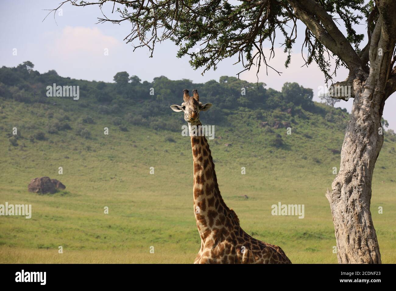Showcasing spots hi-res stock photography and images - Alamy