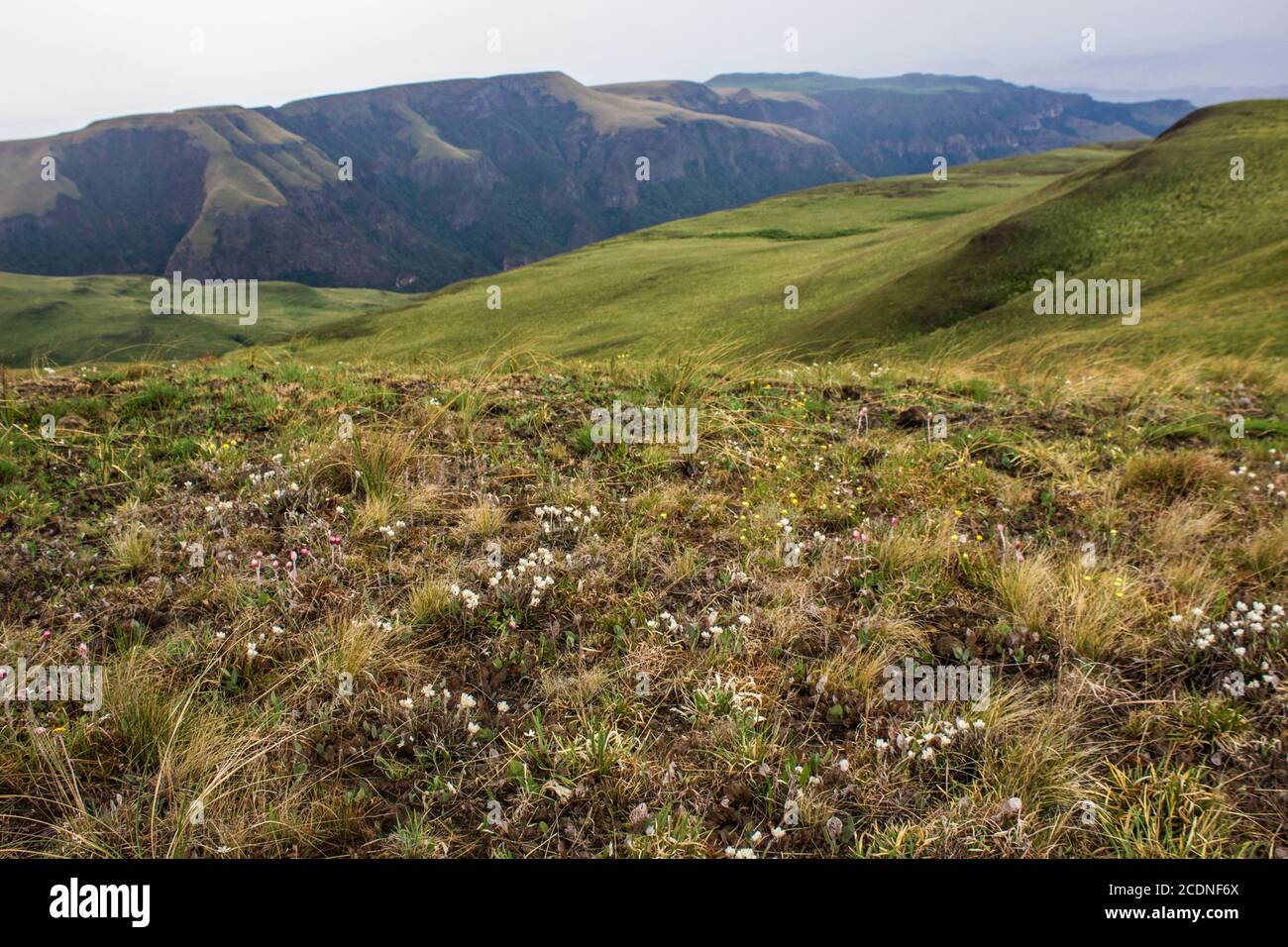 View over the grass covered slopes of the Drakensberg Mountains of South Africa with small white Alpine wildflowers in the foreground Stock Photo