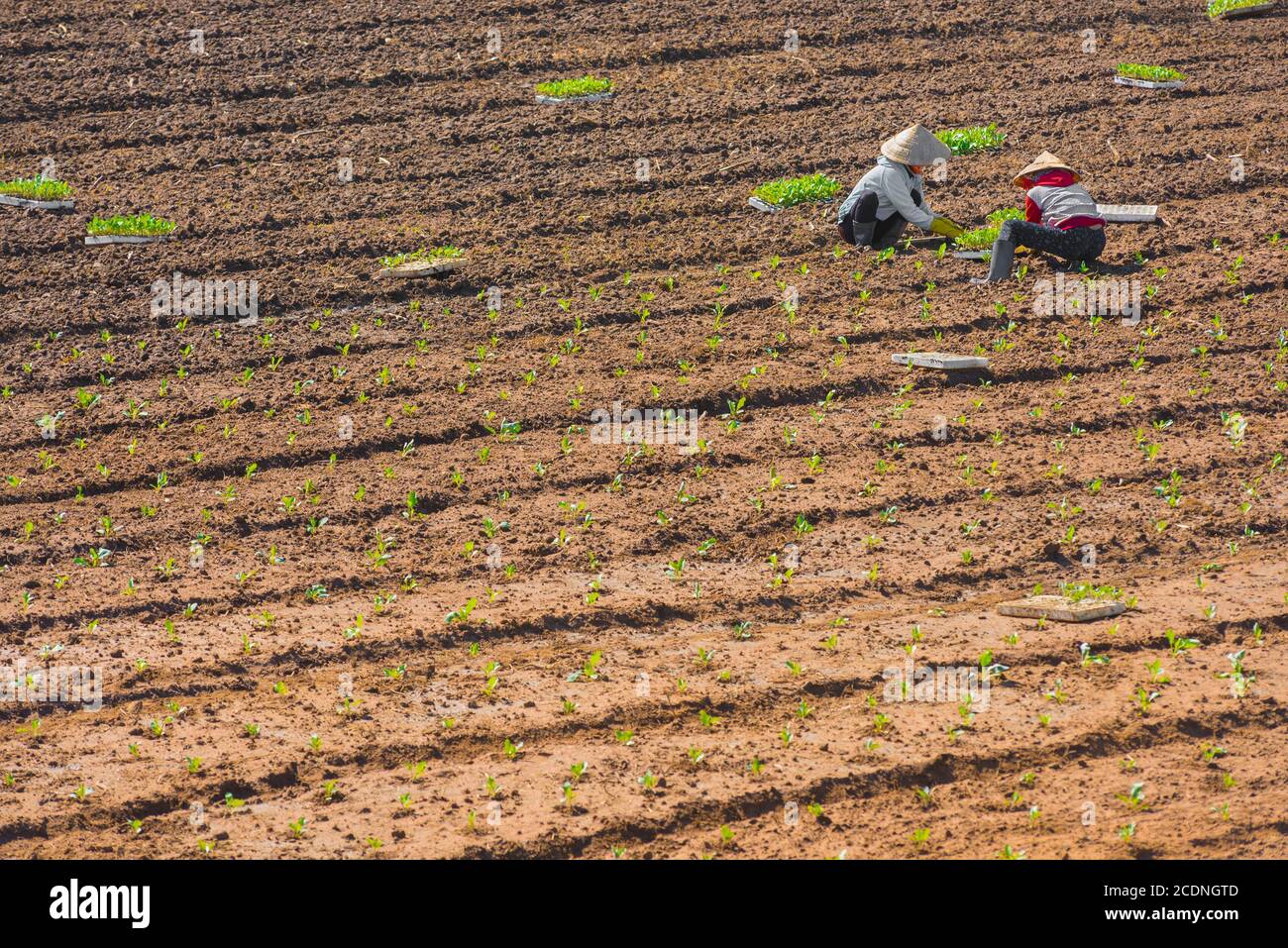 two Vietnamese women prick seedlings Stock Photo