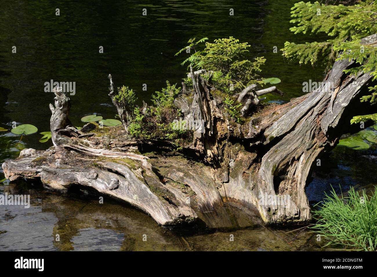 Tree root in the Great Arber Lake Stock Photo - Alamy