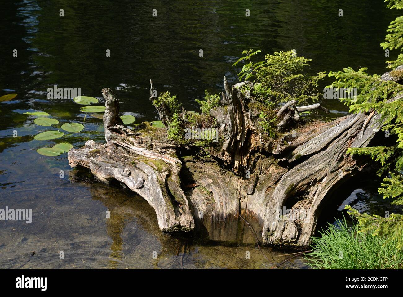 Tree root in the Great Arber Lake Stock Photo - Alamy