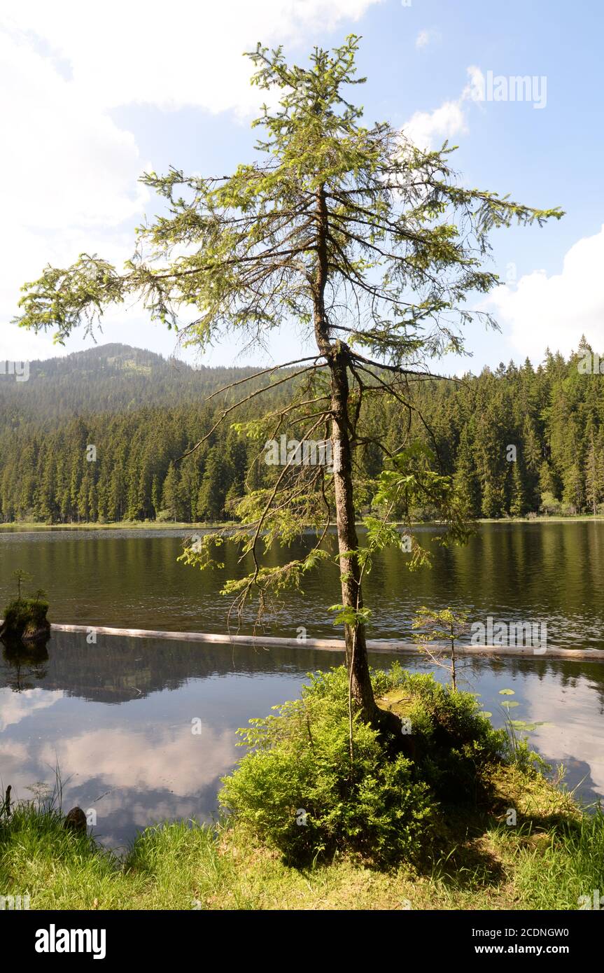 Great Arber Lake Stock Photo - Alamy