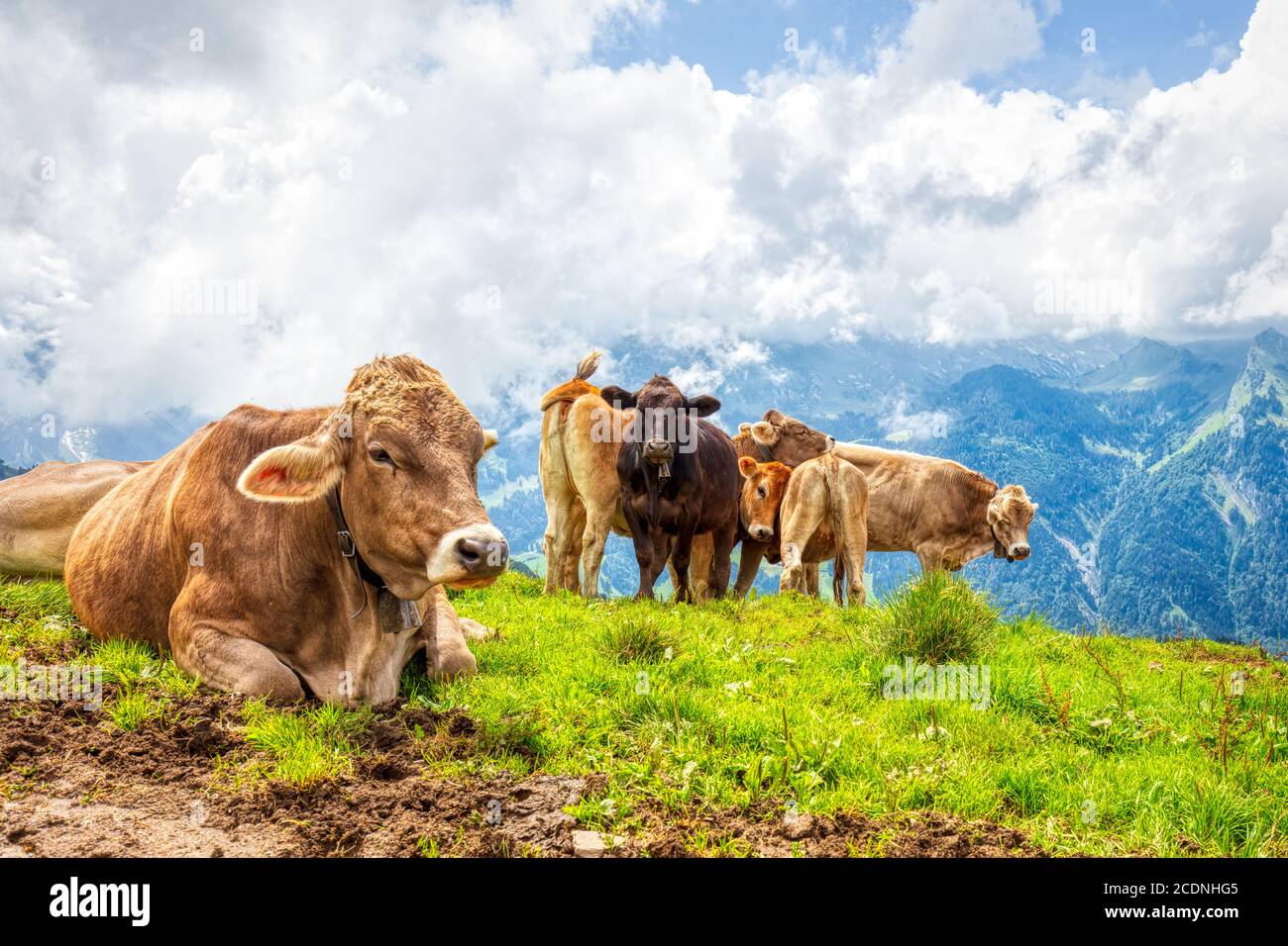 Typical Swiss cows on an alpine pasture in the Swiss Alps during a hike ...