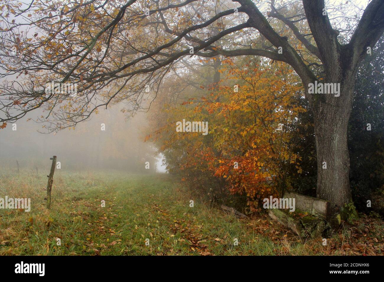 november Stock Photo