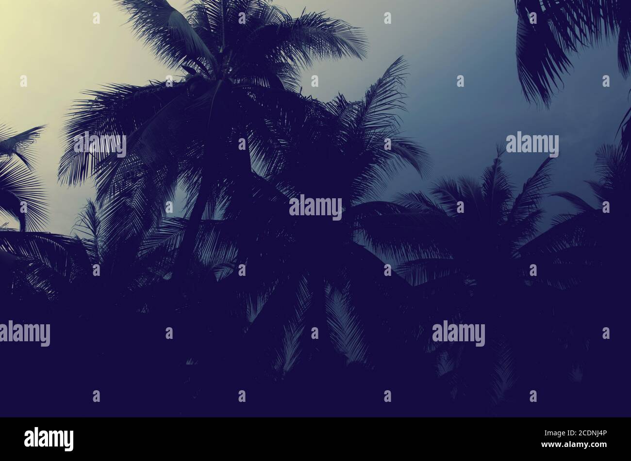 palm tree vintage Stock Photo - Alamy