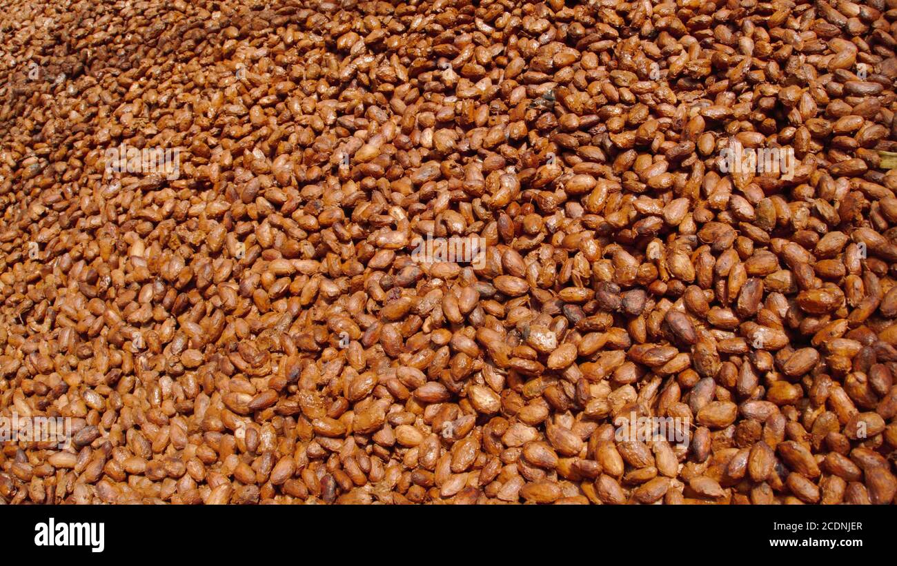 Grenada the Spice Island Cocoa Stock Photo Alamy