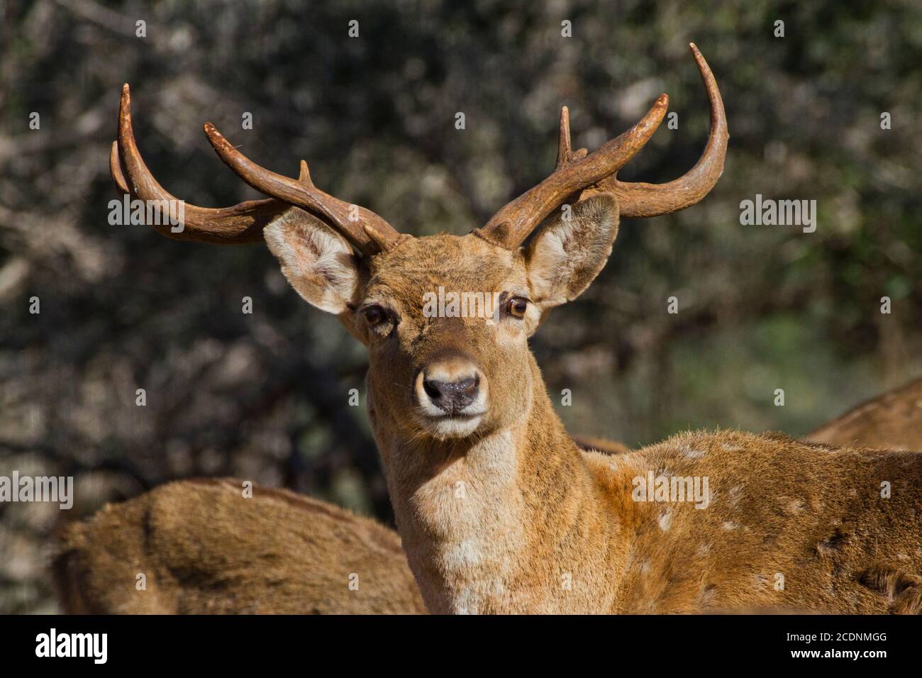 Mesopotamian (Persian) Fallow Deer (Dama dama Mesopotamica) Photographed in Israel, Carmel Mountain Stock Photo