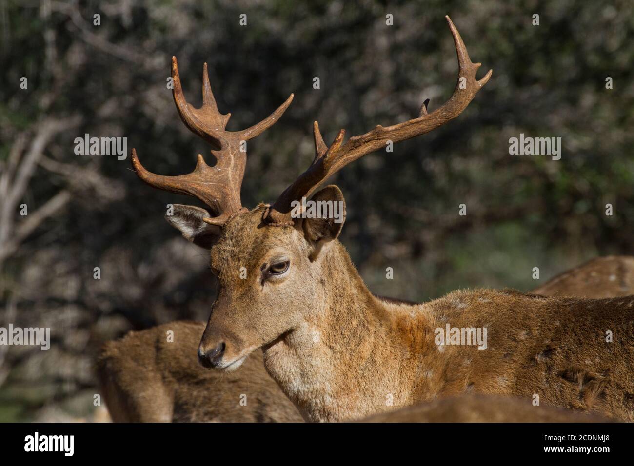 Mesopotamian (Persian) Fallow Deer (Dama dama Mesopotamica) Photographed in Israel, Carmel Mountain Stock Photo