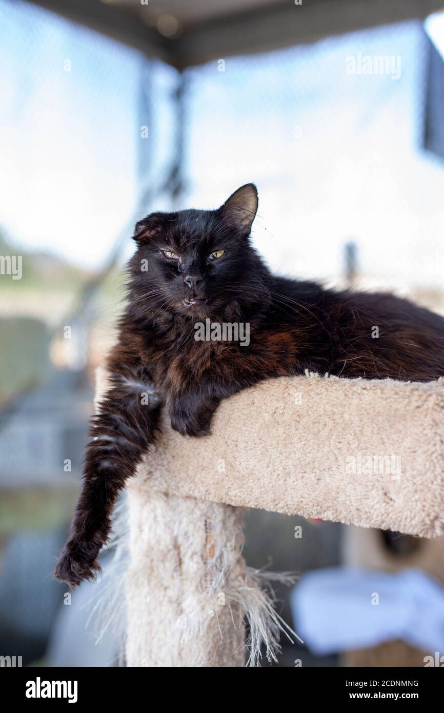 Scruffy hard knocks dark brown to black adult male cat at rescue center reclining on cat tree with one paw hanging down Stock Photo