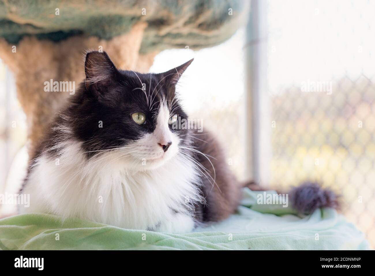 adult rescue cat, fluffy black and white with torn ear, laying on cat
