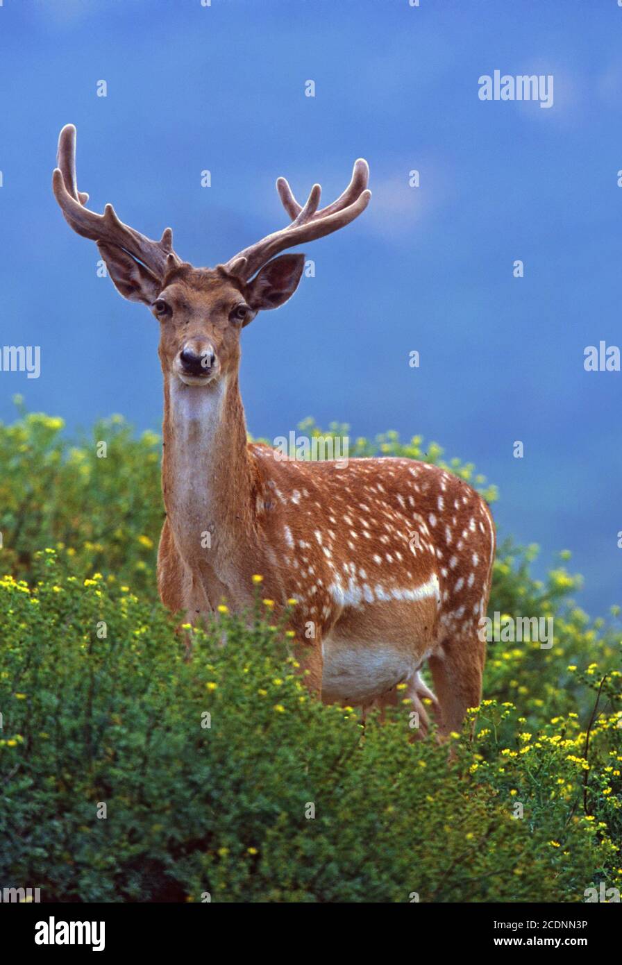 Mesopotamian (Persian) Fallow Deer (Dama dama Mesopotamica) Photographed in Israel, Carmel Mountain Stock Photo