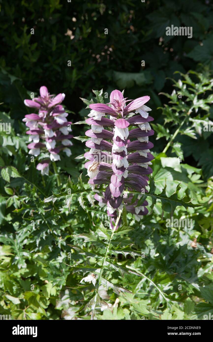 The plant Bear's Breech a species of Acanthus growing in the UK Stock Photo