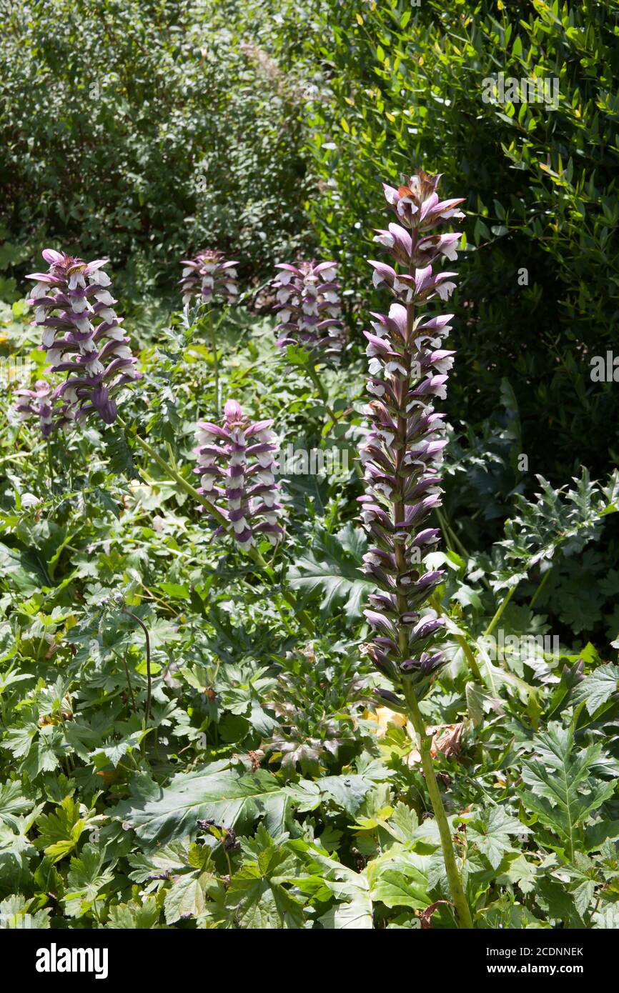 Tall purple flowers of a plant called Bear's Breech a species of Acanthus growing in the UK Stock Photo
