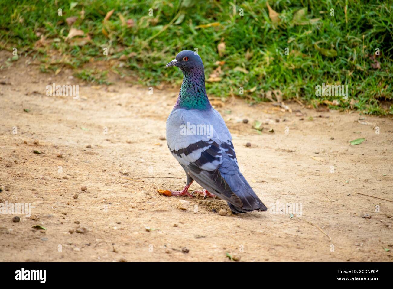 An Indian blue pigeon came and sat on the ground to feed, bird Stock