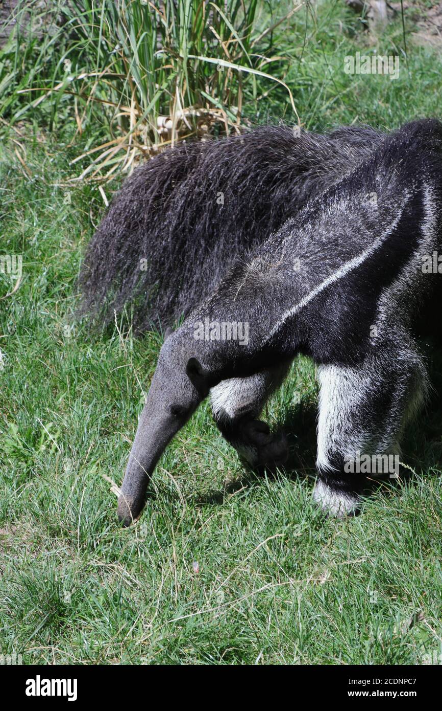 Giant anteater on grass. Portrait of head and snout. Stock Photo