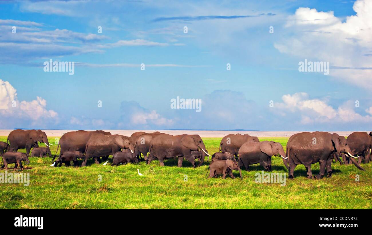 Elephants herd on savanna. Safari in Amboseli, Kenya, Africa Stock Photo