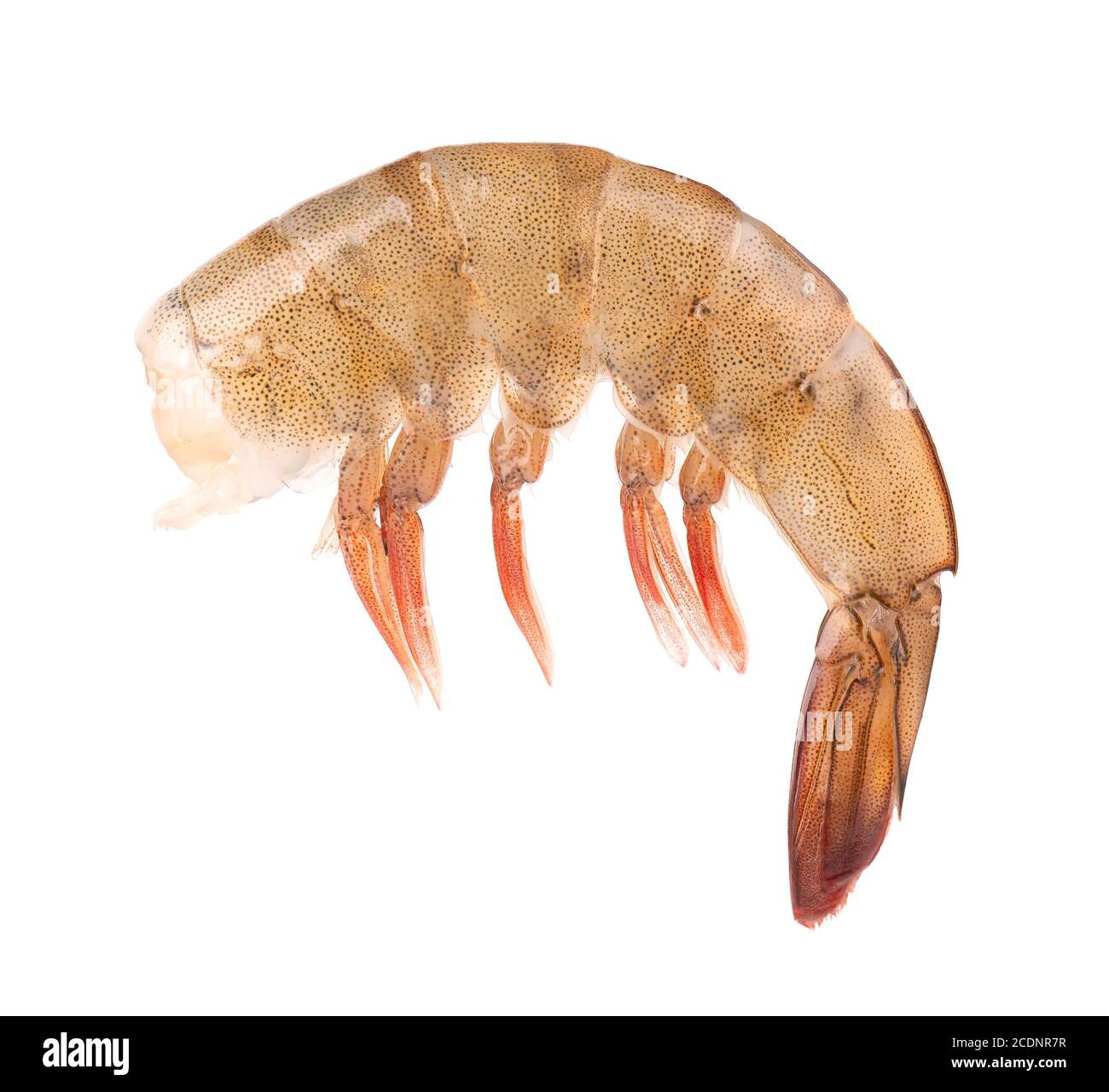 Raw shrimp isolated on white background. Raw prawns. Stock Photo