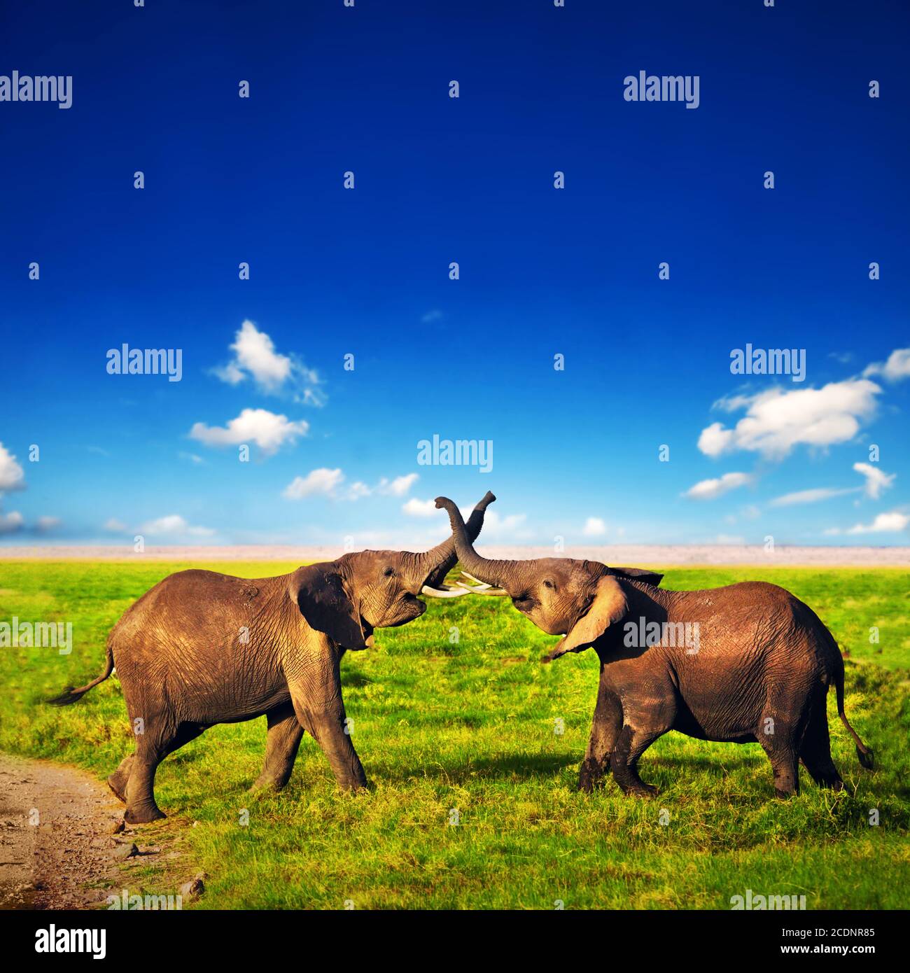 Elephants playing on savanna. Safari in Amboseli, Kenya, Africa Stock Photo
