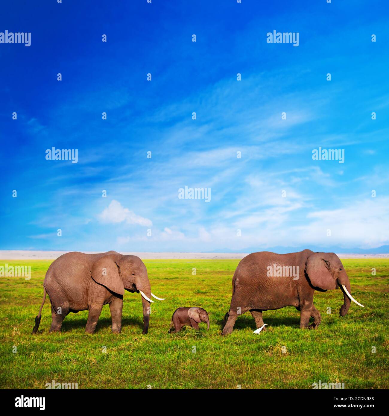 Elephants family on savanna. Safari in Amboseli, Kenya, Africa Stock Photo