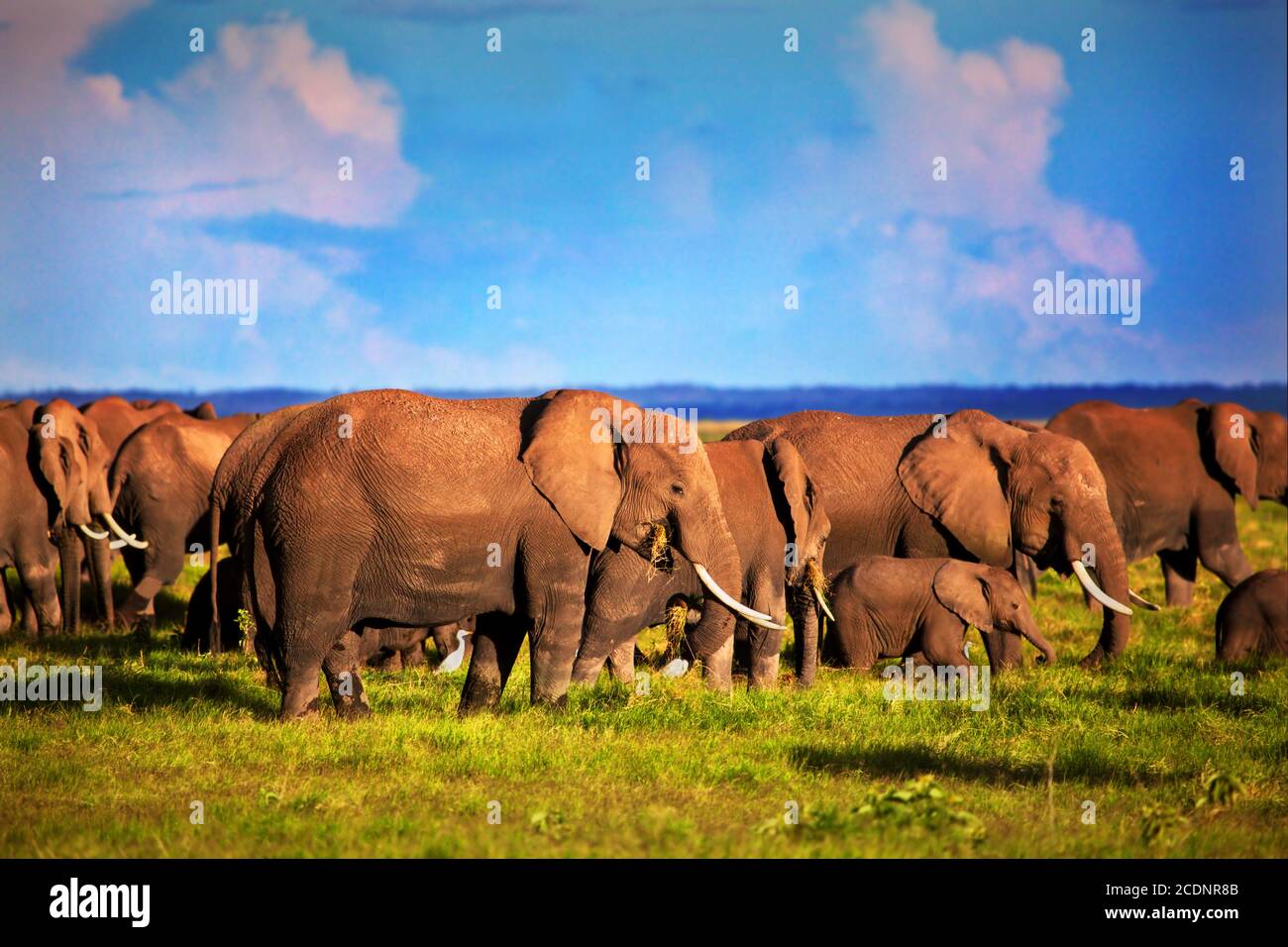 Elephants herd on savanna. Safari in Amboseli, Kenya, Africa Stock Photo