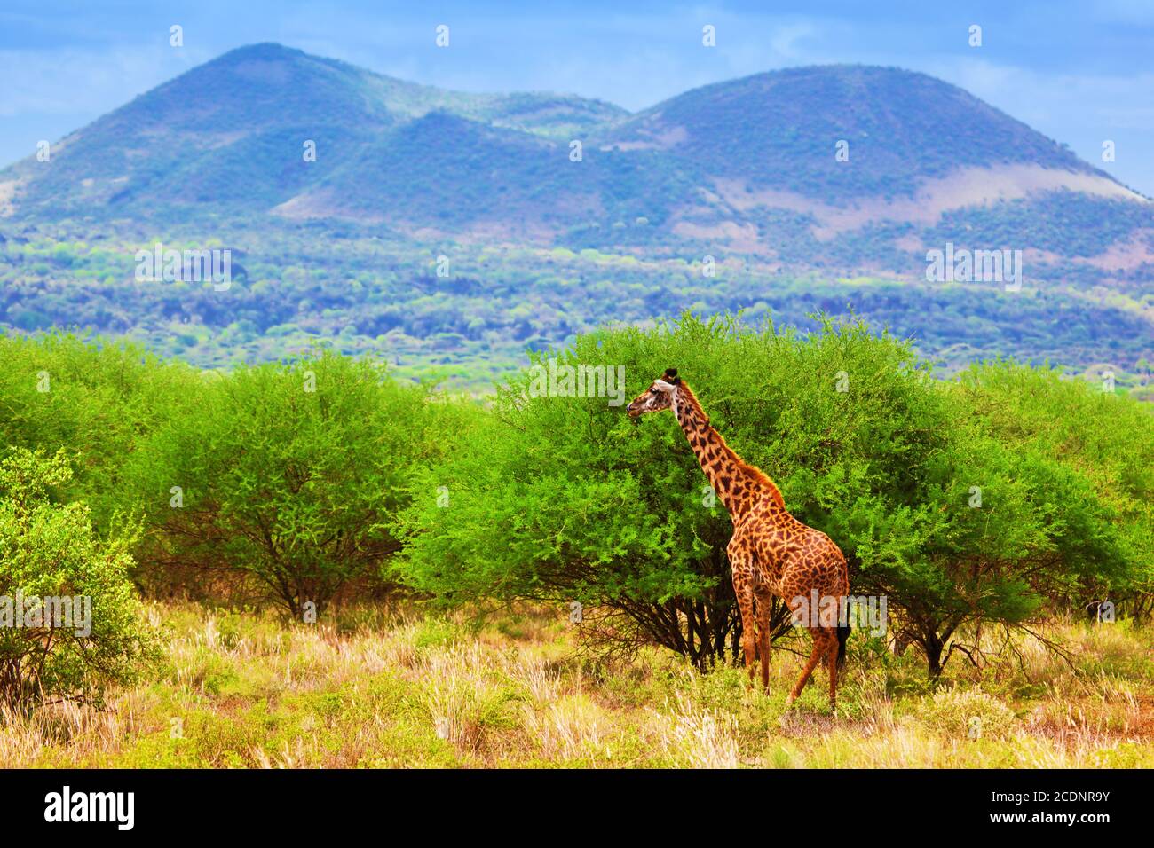 Giraffe on savanna. Safari in Tsavo West, Kenya, Africa Stock Photo