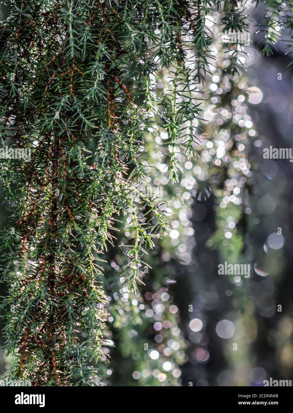 Closeup Blue leaves of evergreen coniferous tree Juniperus communis Horstmann after the rain. Extreme bokeh with light reflection. Macro photography, Stock Photo