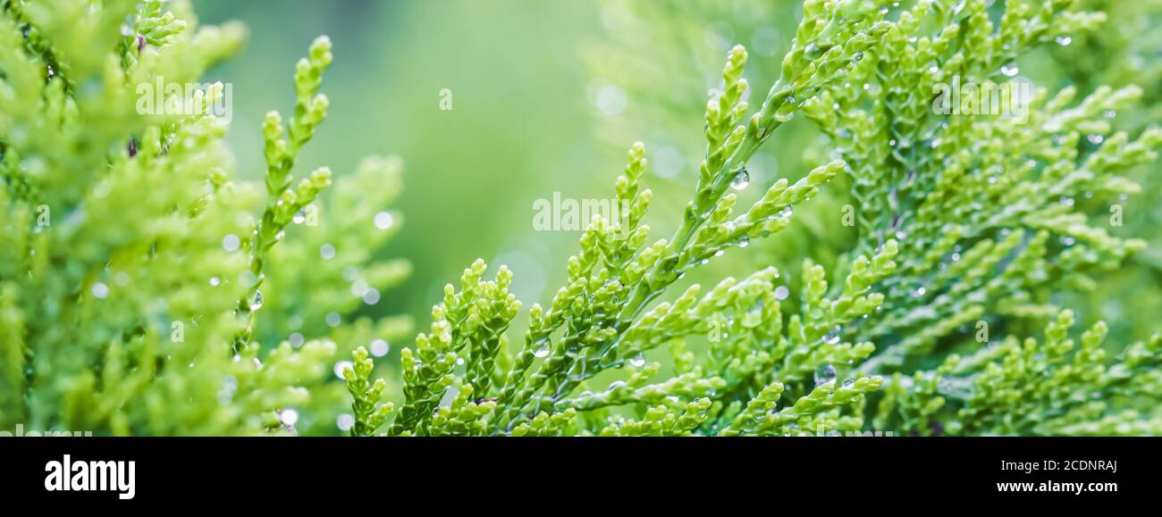 Closeup green leaves of evergreen coniferous tree Lawson Cypress or Chamaecyparis lawsoniana after the rain. Extreme bokeh with light reflection. Macr Stock Photo