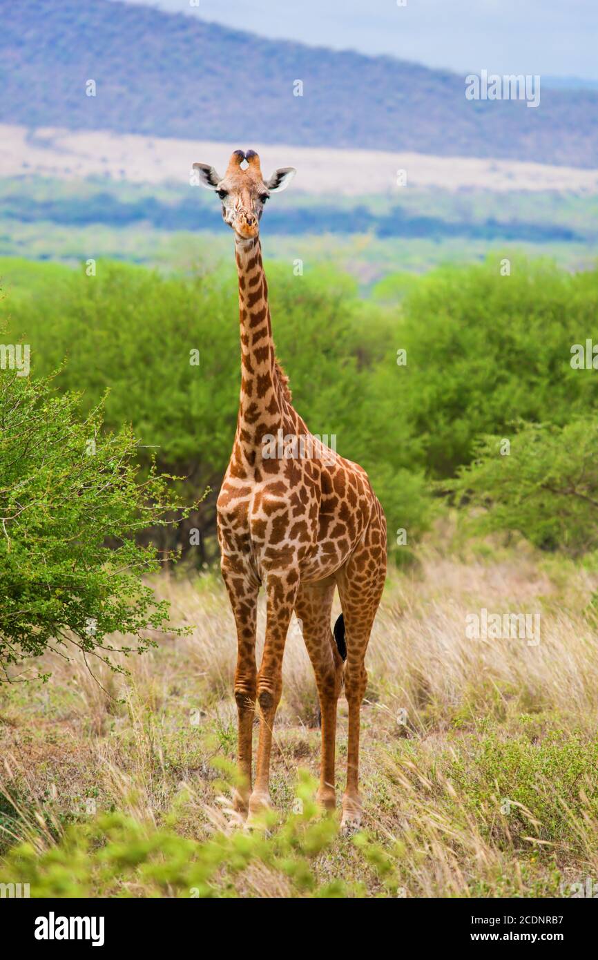 Giraffe Dans La Savane Safari Aicain Illustration Vectorielle - Foto 4