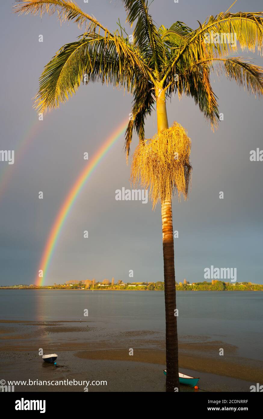 Rainbow falls to horizon then reflects across bay to dinghy sitting on beach late sun illuminates palm teer with hanging seeds and distant land. Stock Photo