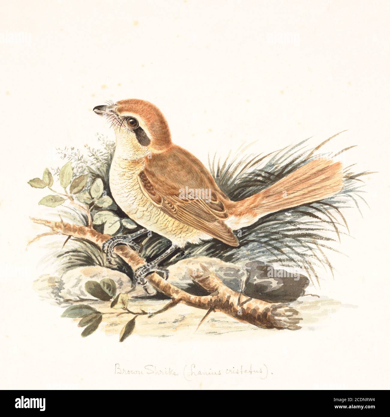 The brown shrike (Lanius cristatus) is a bird in the shrike family that is found mainly in Asia. It is closely related to the red-backed shrike (L. collurio) and isabelline shrike (L. isabellinus). The genus name, Lanius, is derived from the Latin word for 'butcher', and some shrikes are also known as 'butcher birds' because of their feeding habits. The specific cristatus is Latin for 'crested', used in a broader sense than in English. The common English name 'shrike' is from Old English scríc, 'shriek', referring to the shrill call. 18th century watercolor painting by Elizabeth Gwillim. Lady Stock Photo