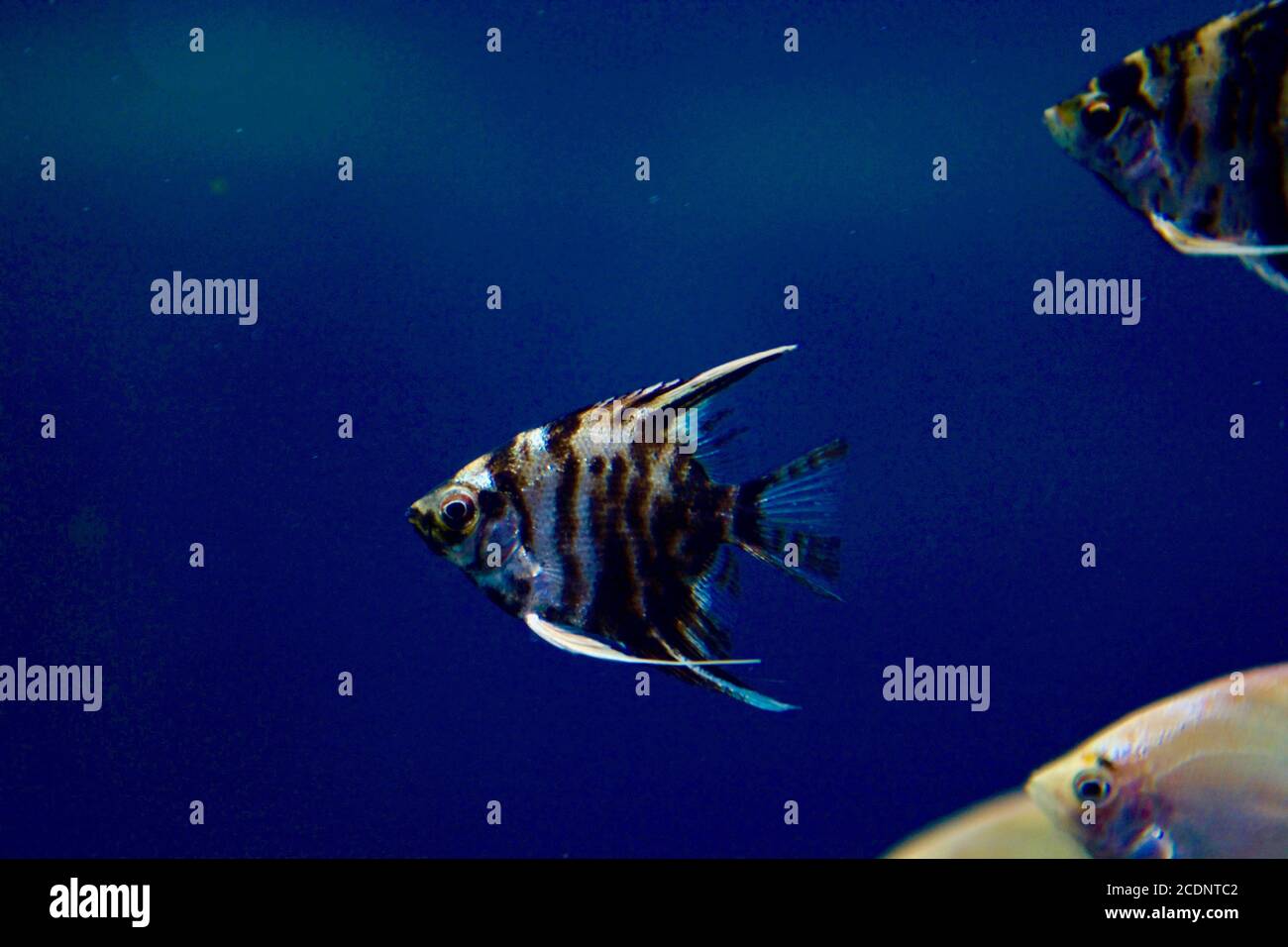 fish deep sea world Stock Photo