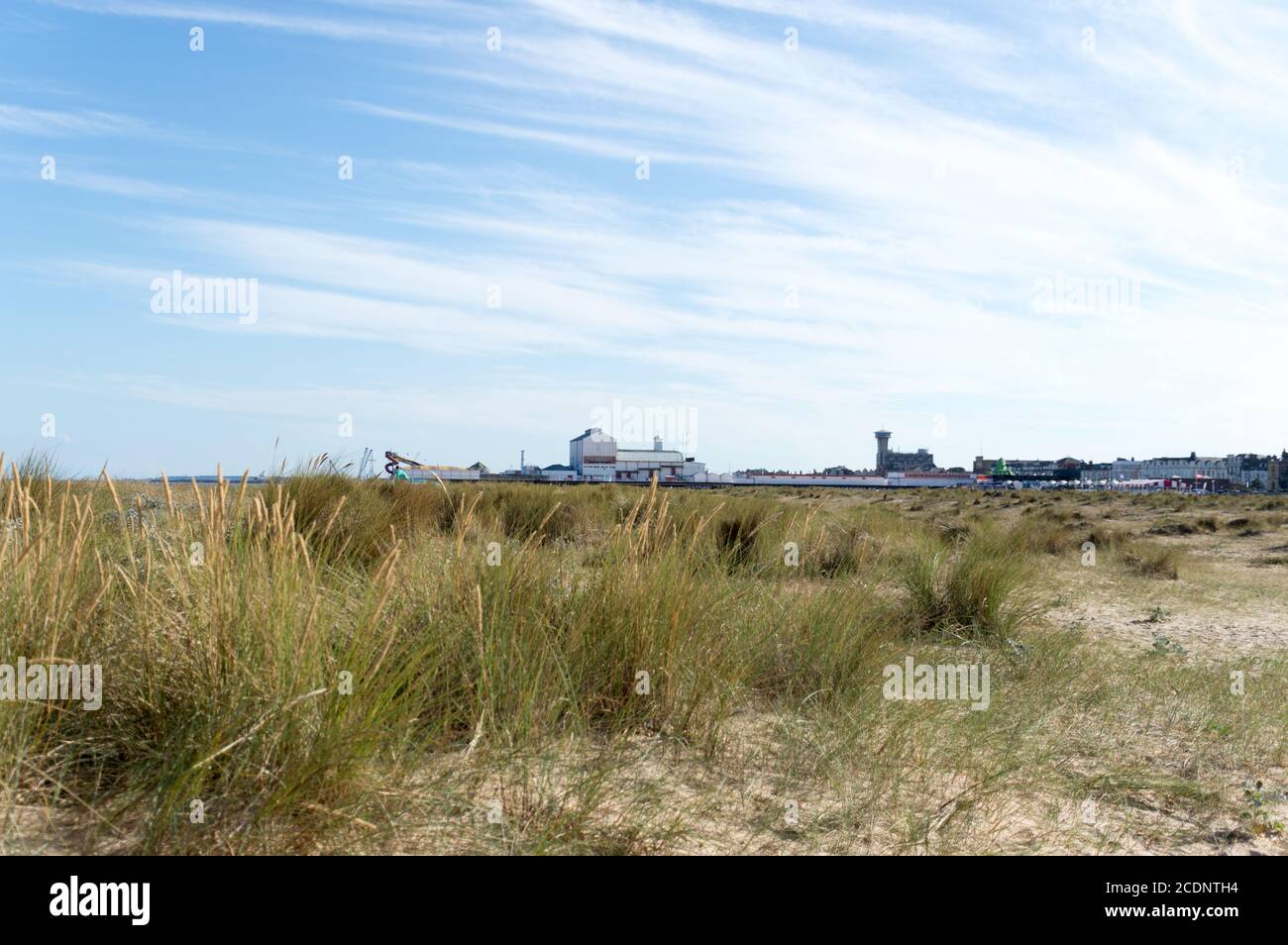 Marram grass in Great Yarmouth beach. sand dunes with grasses Stock Photo