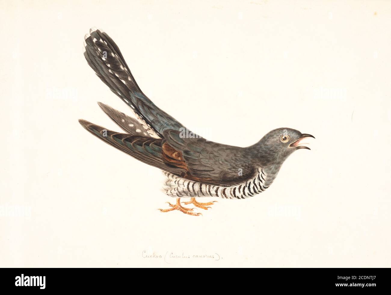Common cuckoo (Cuculus canorus), artwork. Common cuckoos are brood parasites. That is, they lay their eggs in the nest of other birds, leaving the costly rearing of their young to the owner of the nest. 18th century watercolor painting by Elizabeth Gwillim. Lady Elizabeth Symonds Gwillim (21 April 1763 – 21 December 1807) was an artist married to Sir Henry Gwillim, Puisne Judge at the Madras high court until 1808. Lady Gwillim painted a series of about 200 watercolours of Indian birds. Produced about 20 years before John James Audubon, her work has been acclaimed for its accuracy and natural p Stock Photo