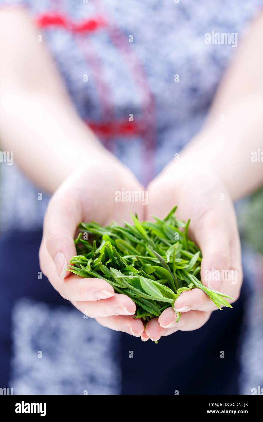 beautiful asian girl picking tea Stock Photo - Alamy