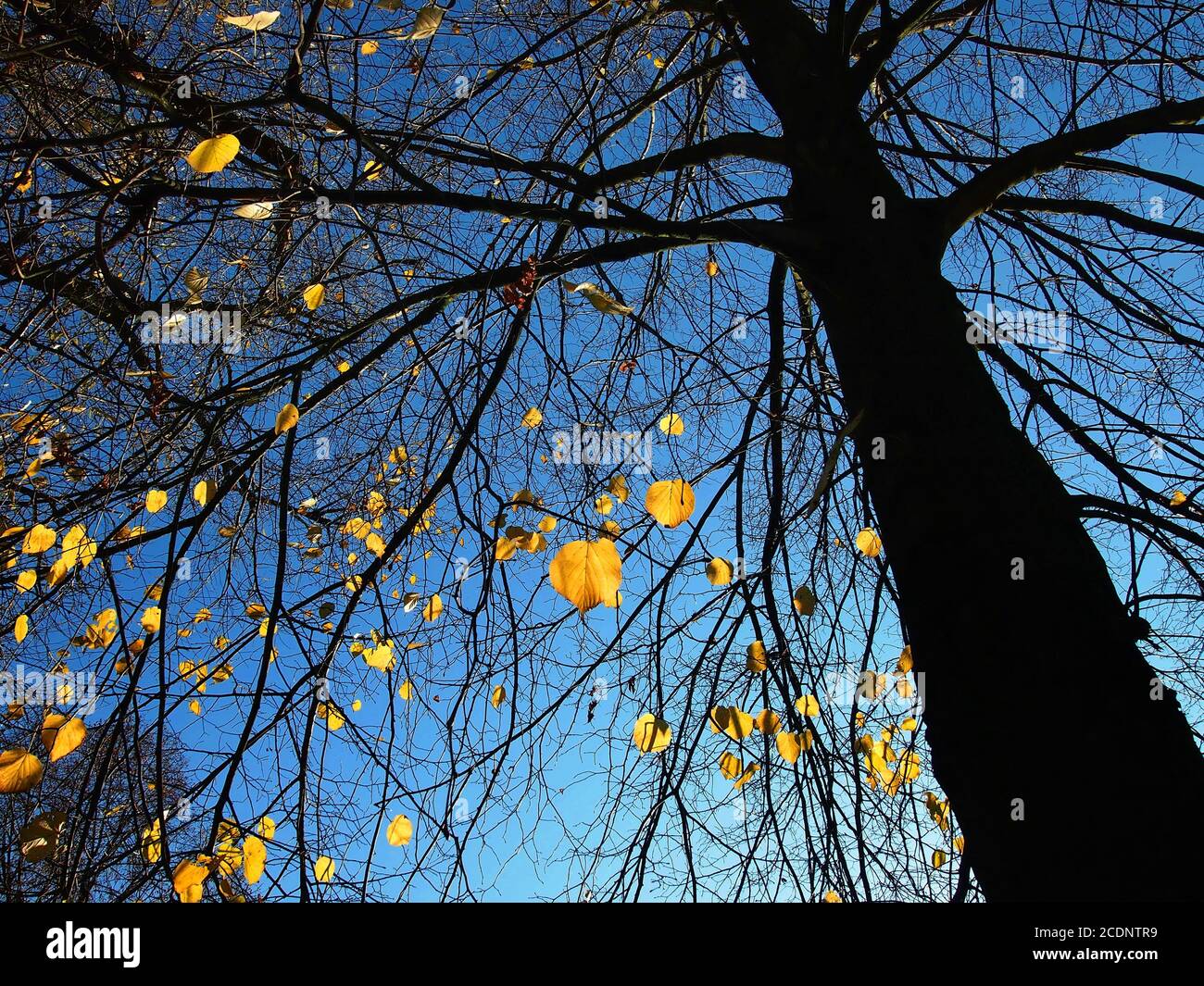 Bright yellow leaves on a tree seen from a worm's eye view in autumn ...