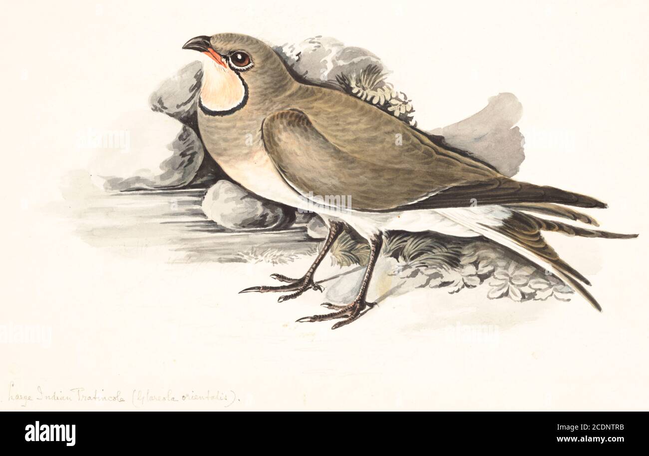 The oriental pratincole (Glareola maldivarum), also known as the grasshopper-bird or swallow-plover, is a wader in the pratincole family, Glareolidae. 18th century watercolor painting by Elizabeth Gwillim. Lady Elizabeth Symonds Gwillim (21 April 1763 – 21 December 1807) was an artist married to Sir Henry Gwillim, Puisne Judge at the Madras high court until 1808. Lady Gwillim painted a series of about 200 watercolours of Indian birds. Produced about 20 years before John James Audubon, her work has been acclaimed for its accuracy and natural postures as they were drawn from observations of the Stock Photo