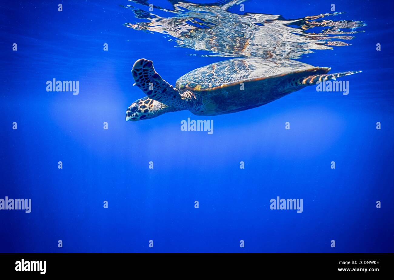 Hawksbill turtle, Eretmochelys imbricata, swimming in outer reef zone, Ari Atoll, Maldives. Archive image 2002. High resolution scan from transparency, August 2020. Credit: Malcolm Park/Alamy. Stock Photo