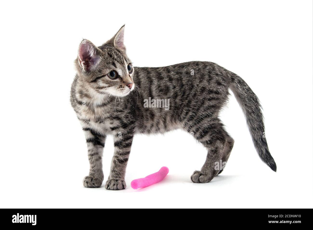 Kitten Stock Photo