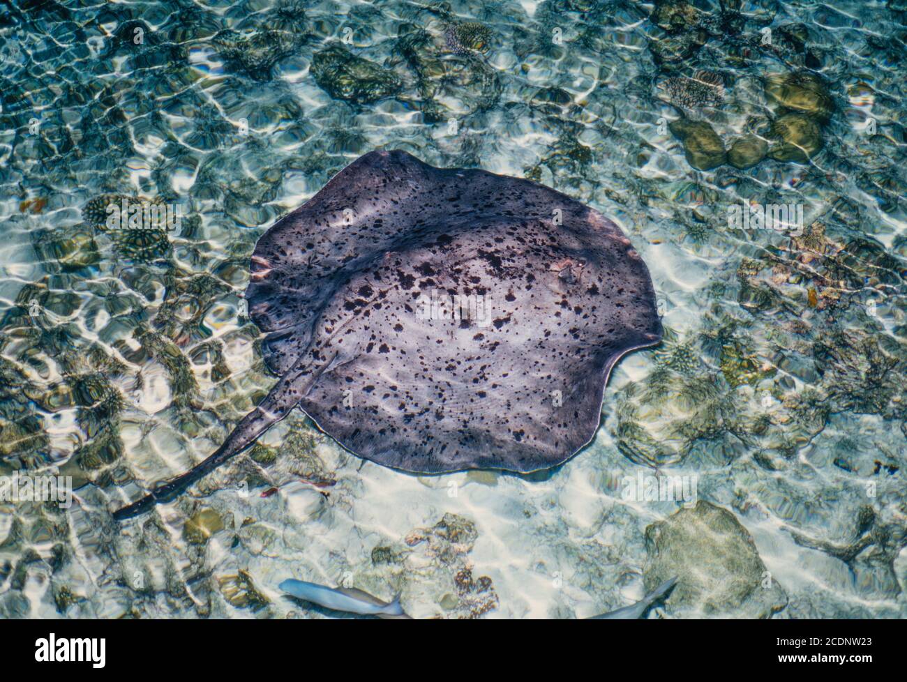 Black-spotted Stingray, Taeniura meyeni, feeding at night, Ari Atoll, Maldives. Archive image 2002. High resolution scan from transparency, August 2020. Credit: Malcolm Park/Alamy. Stock Photo
