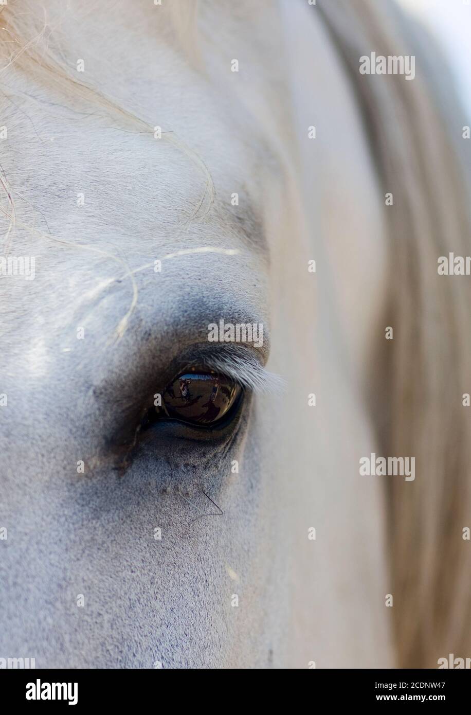 A closeup of the head of a white Percheron horse. His eye reflects the scene before him and he has beautiful long eye lashes. Stock Photo