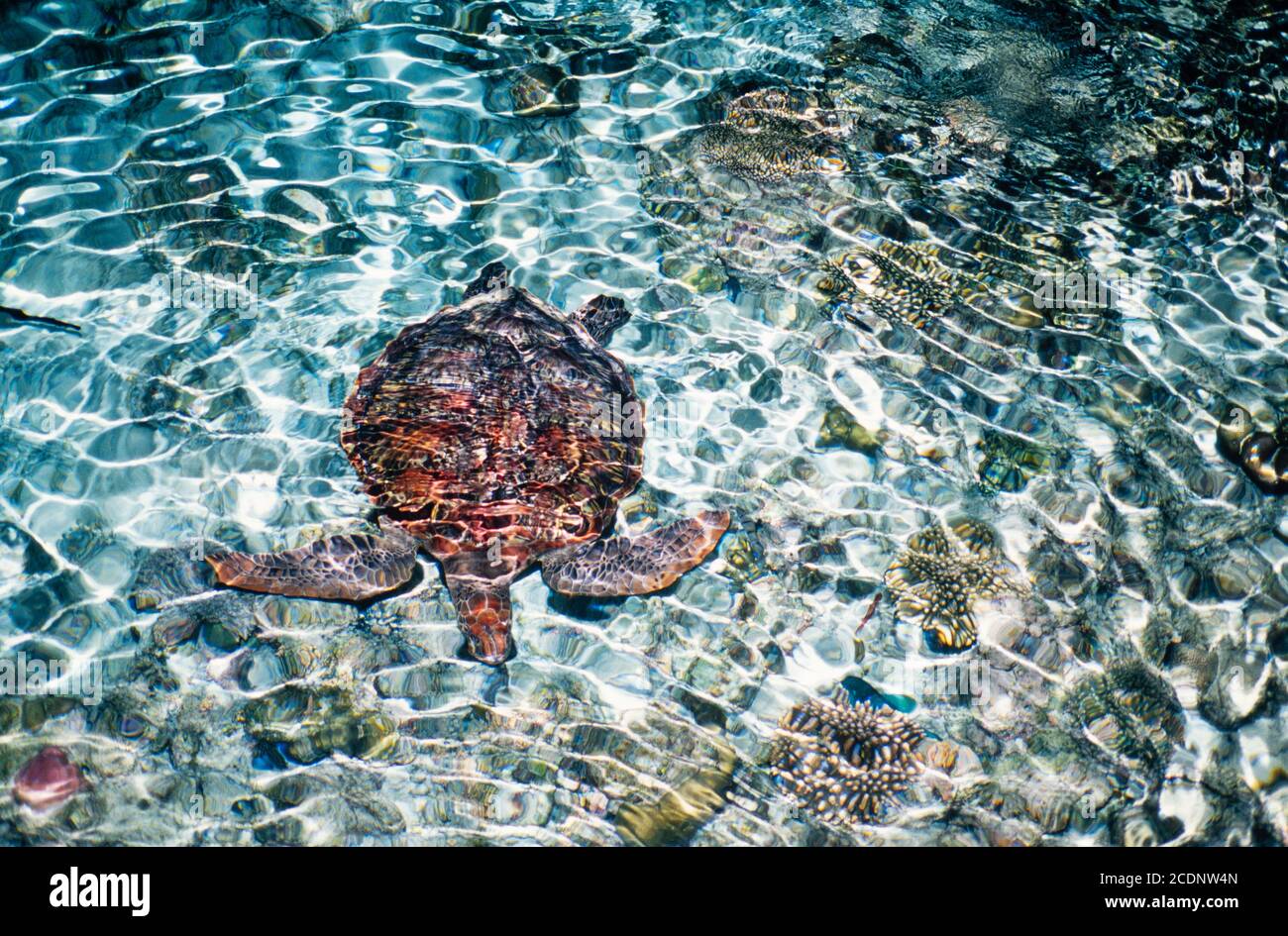 Green Sea Turtle, Chelonia mydas, feeding at night, Ari Atoll, Maldives. Archive image 2002. High resolution scan from transparency, August 2020. Credit: Malcolm Park/Alamy. Stock Photo