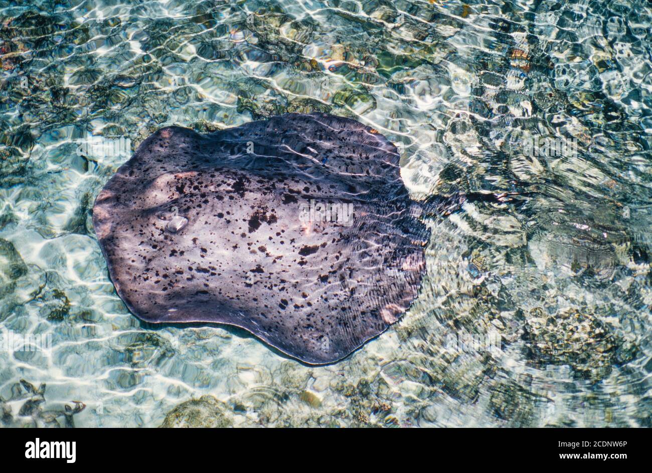 Black-spotted Stingray, Taeniura meyeni, feeding at night, Ari Atoll, Maldives. Archive image 2002. High resolution scan from transparency, August 2020. Credit: Malcolm Park/Alamy. Stock Photo